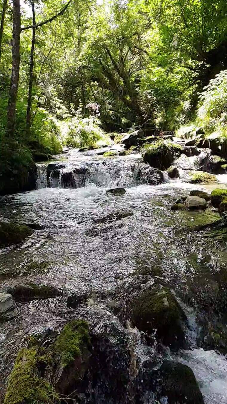 水倾泻在森林里岩石河上的慢镜头竖屏