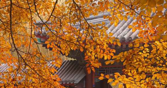 北京秋天红叶 秋景