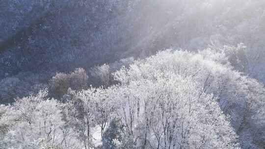 伏牛山冬季雪景云海雾凇