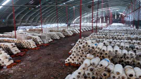 大棚种植 香菇蘑菇 采摘4K