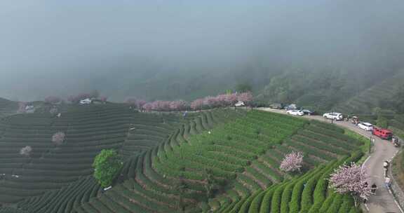 茶山和山上的樱花