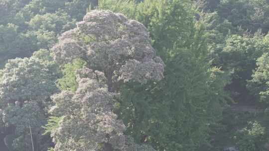 航拍山东烟台昆嵛山神清观楸树开花