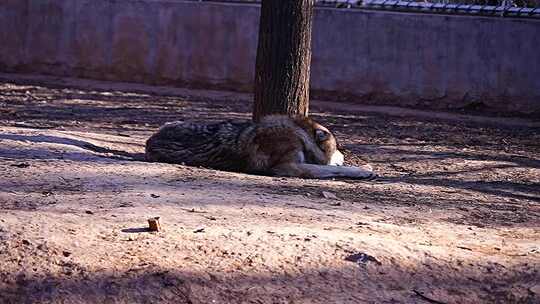 狼 动物 中型猛兽 食肉目 野生动物 犬科