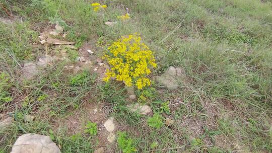 山上一丛艳丽的黄色野花