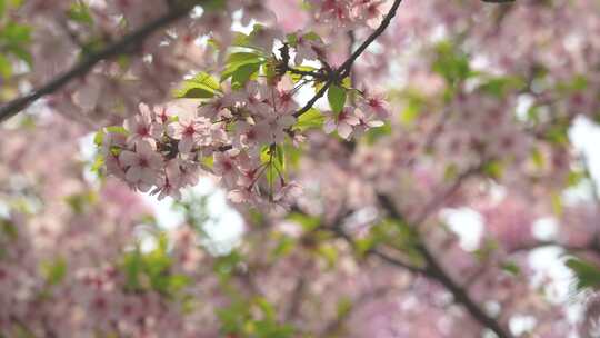 4K春天粉色樱花视频