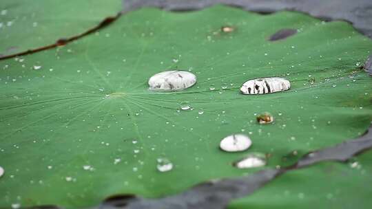 水珠洒落在池塘里的荷叶上