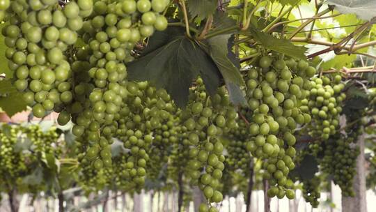 乡村振兴农业大棚里丰收的葡萄