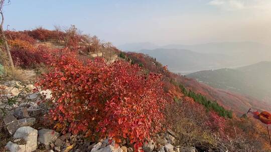 济南蚰蜒山，满山红叶景观