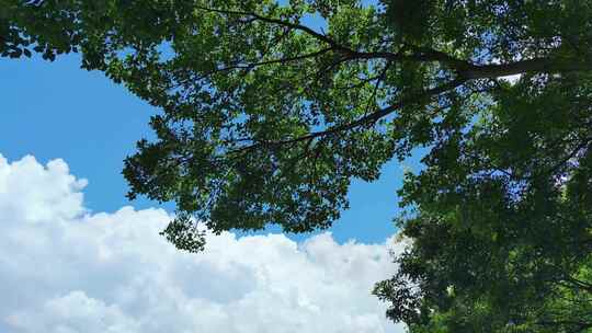 蓝天白云风吹树枝树叶植物实拍