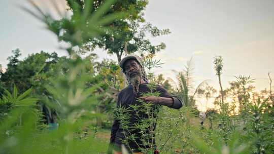 男人，Rastafari，Ganja，大