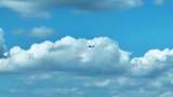 飞机空中飞行飞机飞过云层蓝天白云飞机飞行高清在线视频素材下载