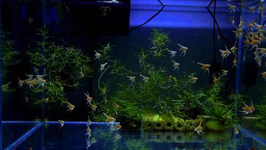 水族箱观赏鱼水草