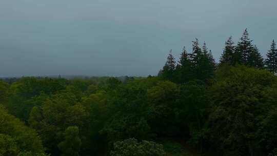 航拍森林晨雾树林日出树林绿色唯美大自然