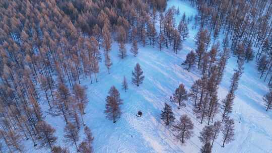 东北雪原松林风景