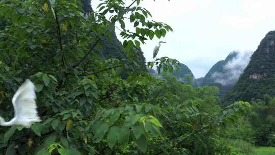 白鹭悠闲挂在树梢