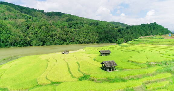 江边绿色稻田和小木屋