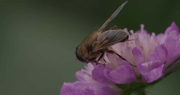 悬停苍蝇，花苍蝇，Syrphid苍蝇，昆