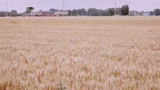 4K北方成熟的小麦麦田