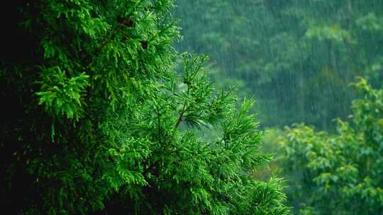 下雨天植物护眼壁纸难过悲伤忧郁氛围感