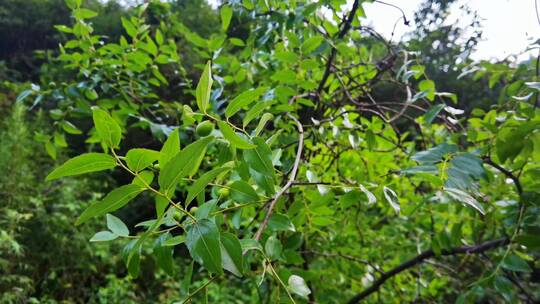 4K高清实拍野生酸枣树开花 枣花 酸枣树