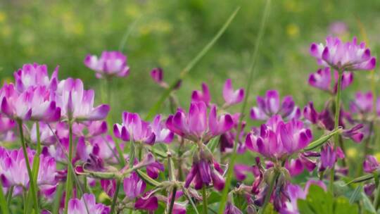 大自然美景春天草原湿地的野花