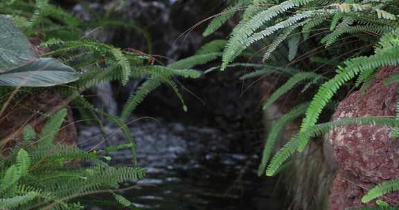 热带雨林森林溪水美丽的厥类植物