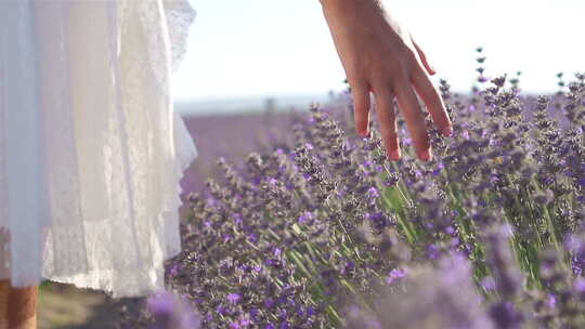 抚摸美丽的紫色薰衣草视频素材模板下载