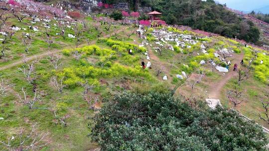 连平鹰嘴桃、鹰嘴桃花、连平桃花