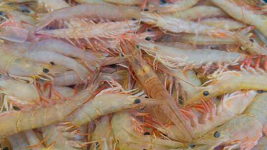 福建厦门第八市场海鲜市场售卖的虾