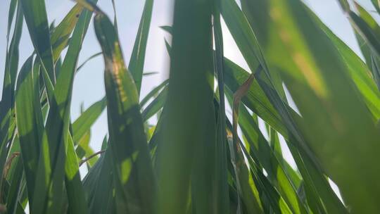 春天植物发芽小清新麦苗
