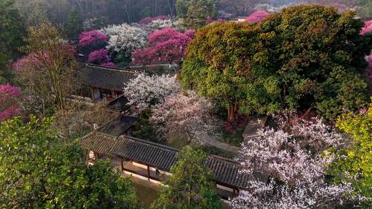 杭州植物园梅花