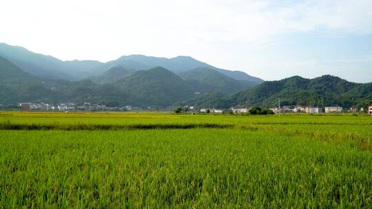 南岳衡山水帘洞风景区乡村稻田风光