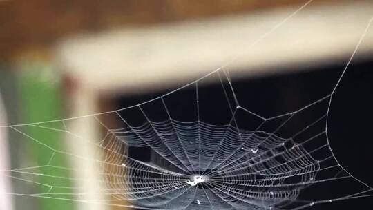 水滴滴落在蜘蛛网上