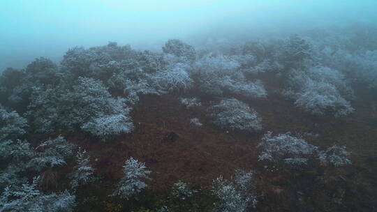 川西户外浓雾霜降灌木丛
