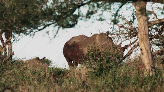 White Rhino，犀牛Safari