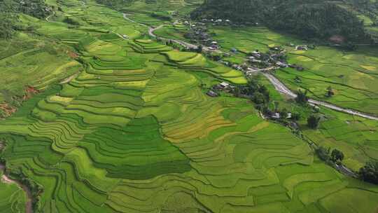 越南木仓柴地区梯田稻田的鸟瞰图。自然农业