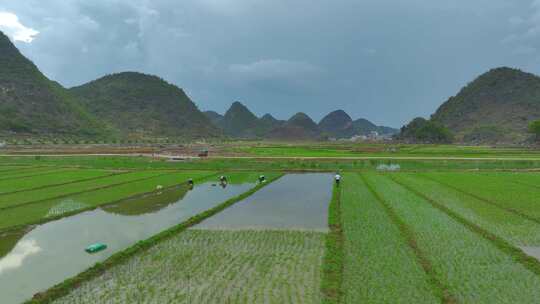 农村插秧场景