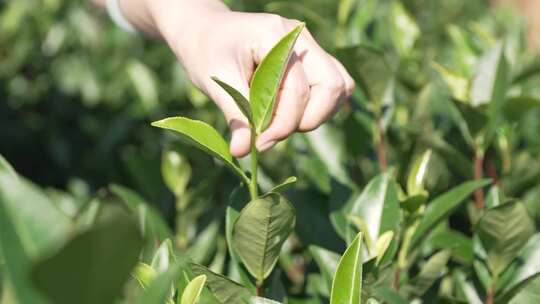 茶叶茶园武夷山茶庄大自然茶园