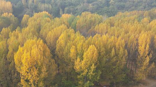 秋天金黄色森林树林