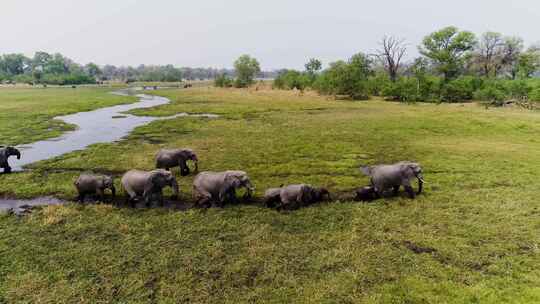 4k航拍非洲博茨瓦纳大象群水中迁徙