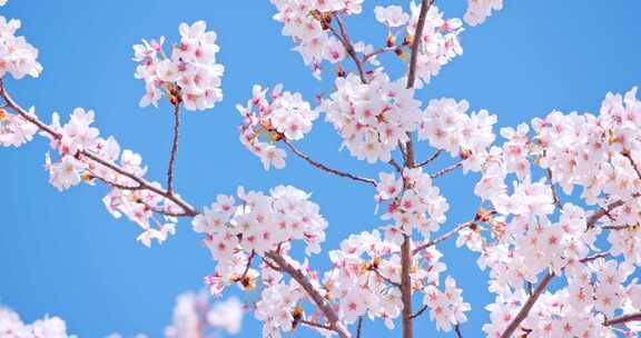 春天春季唯美的樱花空镜实拍