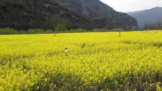 航拍油菜花海里奔跑画面