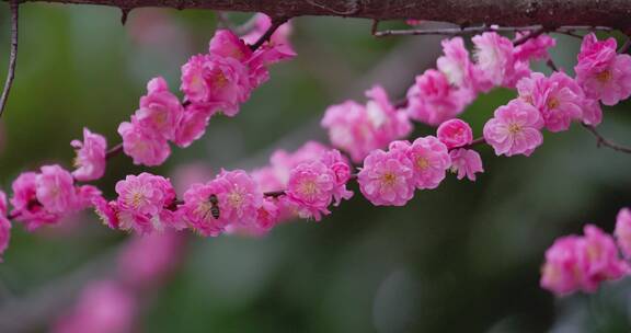 盛开的梅花花朵生机勃勃