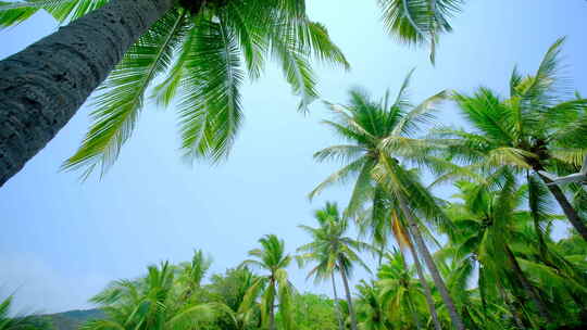 海南三亚椰树林椰子树 椰梦长廊 椰林树林