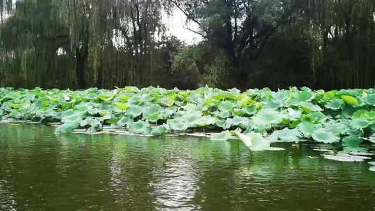 园明圆坐船风景，荷花好漂亮