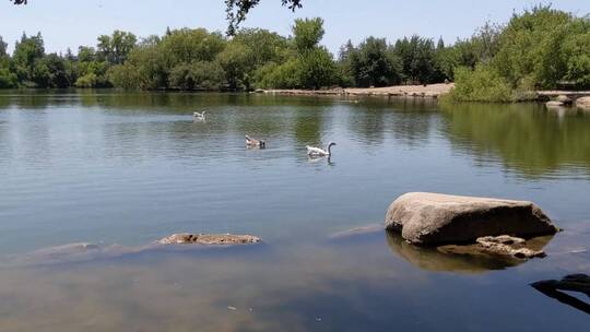 公园的湖面上的鸭子