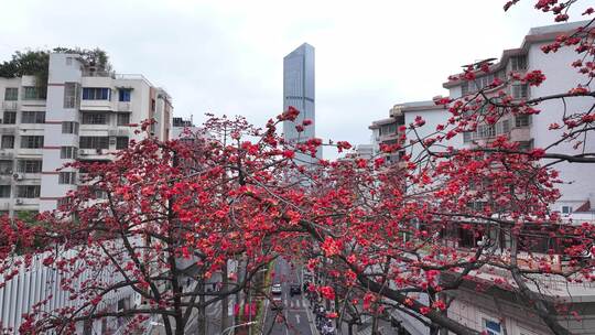 中国广东省广州市越秀区烈士陵园木棉花视频素材模板下载