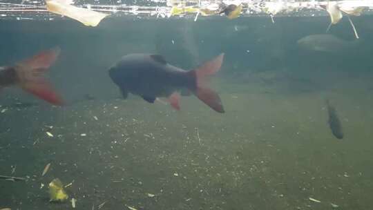 水下池塘里的匈牙利鲷鱼