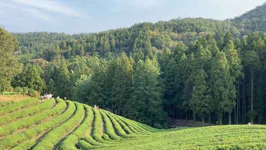 山林间的大片整齐茶树种植园风景