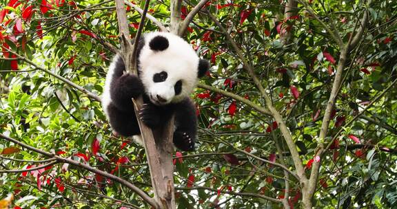 可爱大熊猫幼崽小宝宝爬树枝上玩耍特写萌